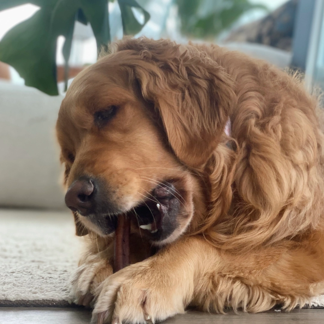 Ultimate Chew Power: 3-Month Subscription Box for Serious Mouthfuls!