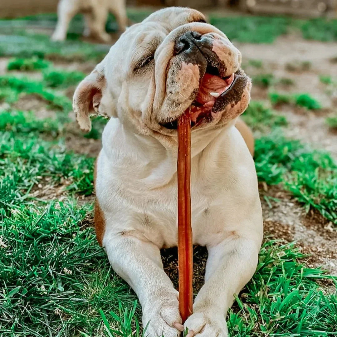 XL Bully Stick Bonanza: A Year's Worth of Chewy Goodness
