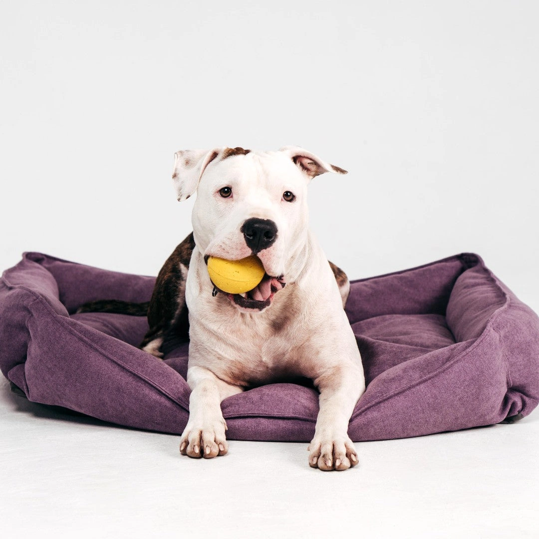 The Ultimate 12-Month Dog Toy Adventure
